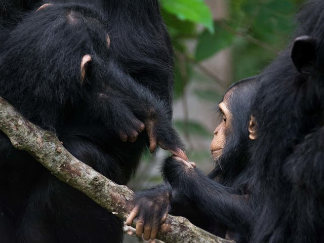 <p>Two chimpanzees interacting as a new study found that when gesturing to each other in the wild chimpanzees left similar gaps before responding </p>