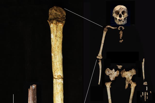 <p>The Mata Menge upper arm bone fragment, left, shown at the same scale as the humerus of Homo floresiensis (Yousuke Kaifu/University of Tokyo)</p>