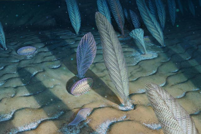 <p>Until now scientists believe complex organisms including soft-bodied animals emerged in the Ediacaran period around 635-570 million years ago</p>