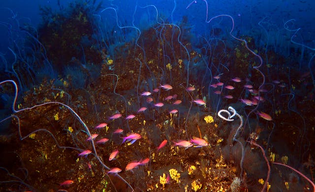 <p>Corals and fish in the underwater lava of the Tajogaite volcano in La Palma</p>