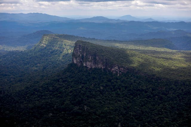 <p>President Luiz Inácio Lula da Silva’s government has pledged to stop deforestation by 2030 </p>