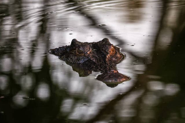 <p>File: A crocodile swimming in a lagoon at Crocodylus Park located on the outskirts of the Northern Territory town of Darwin</p>