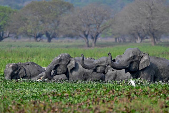 <p>A herd of wild Asiatic elephants bathe at Khamrenga wetland in Thakurkuchi village, outskirts of Guwahati, 1 April 2024</p>