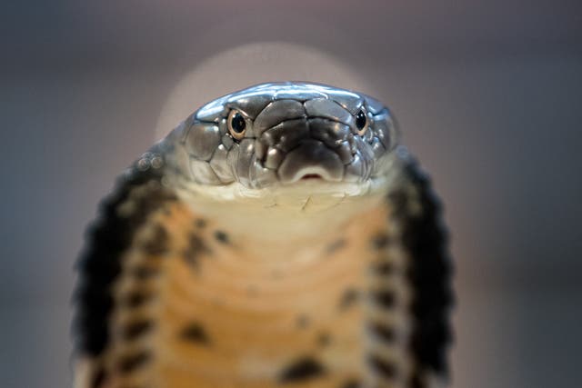 <p>A King Cobra is displayed to the public at Noah's Ark Zoo Farm on August 2, 2016 in Bristol, England</p>