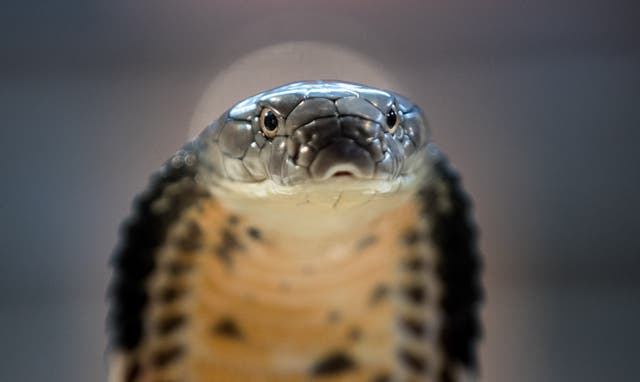 <p>A King Cobra is displayed to the public at Noah's Ark Zoo Farm on August 2, 2016 in Bristol, England</p>