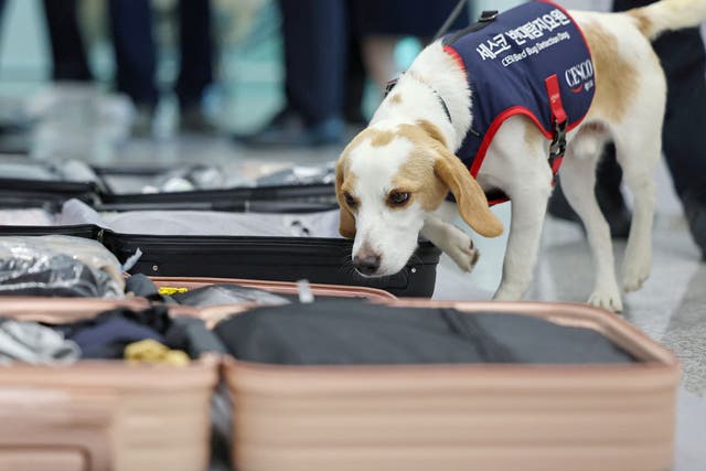 <p>Ceco sniffs luggage for bedbugs at Incheon airport in South Korea on 8 August 2024</p>