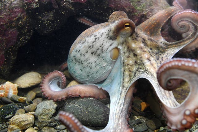 <p>Today molluscs come in many different forms, including snails and clams and even highly intelligent groups such as squids and octopuses</p>