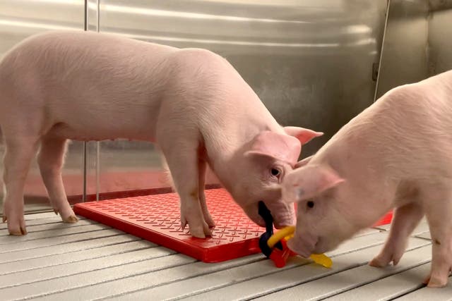 <p>Genetically modified pigs stand inside the protective barrier at the company's designated pathogen-free facility in Christiansburg</p>