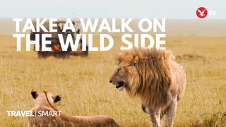 Go to where the wild things are with a safari holiday