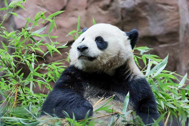 <p>Yun Chuan, pictured on August 8, is one of two giant pandas debuting at the San Diego Zoo</p>