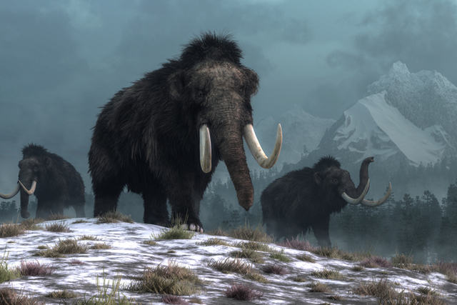 <p>A trio of woolly mammoths trudges over snow covered hills</p>