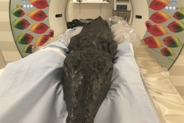 <p>The mummified crocodile</p>